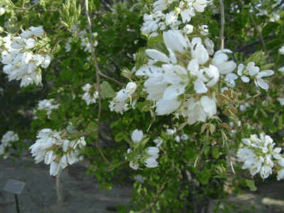 bauhinia lunariodes 'white'c